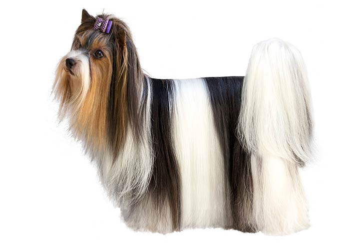 تصویر بیور تریر (Biewer Terrier)